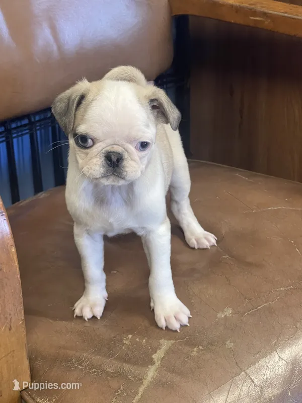 Pipa  – Pug puppy for sale in New Jersey, NJ