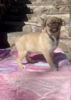 Alvin, a male Pug for sale in New Jersey, NJ – Photo 3 of 3