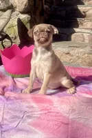 Alvin, a male Pug for sale in New Jersey, NJ – Photo 2 of 3