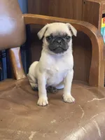 Prince , a male Pug for sale in New Jersey, NJ – 3 of 4