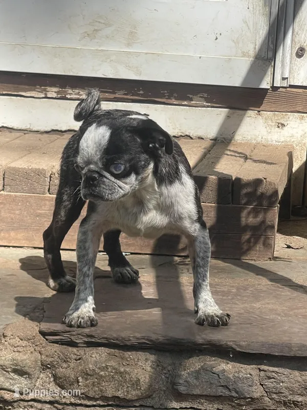 Cappi – Pug puppy for sale in New Jersey, NJ