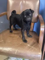 Leroy, a male Pug for sale in New Jersey, NJ – 2 of 2