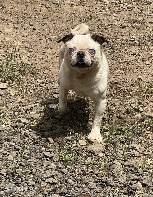 Koi Boy – Pug puppy for sale in New Jersey, NJ