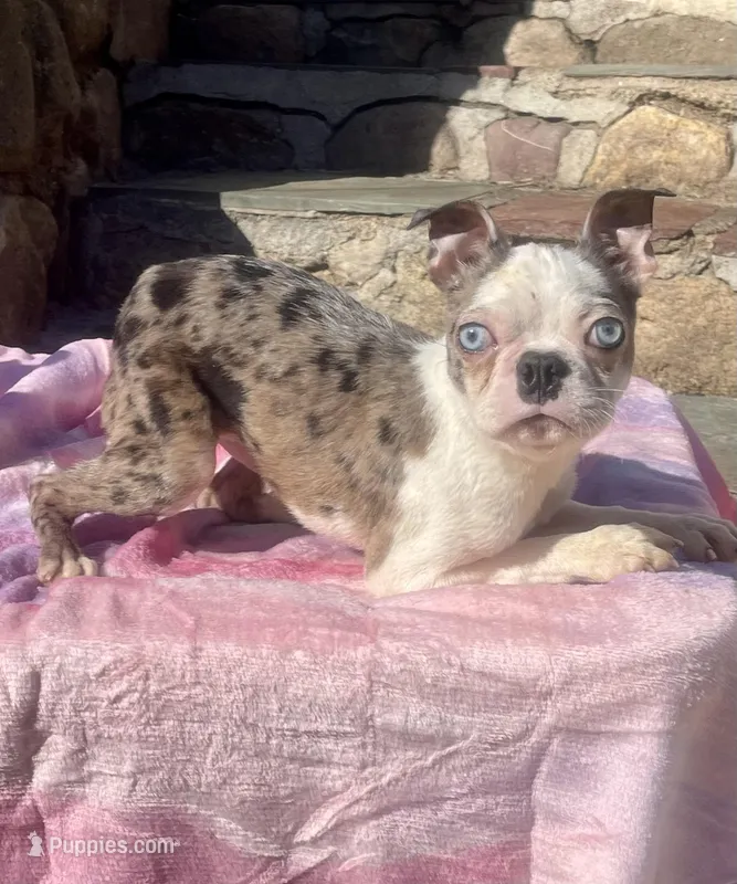 Paul Newman – Boston Terrier puppy for sale in New Jersey, NJ