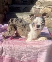 Paul Newman, a male Boston Terrier for sale in New Jersey, NJ – 1 of 1