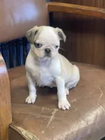 Pipa , a female Pug for sale in New Jersey, NJ – 2 of 2