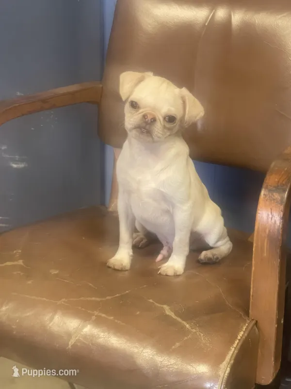 Whitey – Pug puppy for sale in New Jersey, NJ