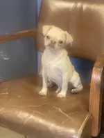 Whitey, a male Pug for sale in New Jersey, NJ – Photo 1 of 3