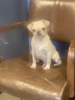 Whitey, a male Pug for sale in New Jersey, NJ – Photo 2 of 3