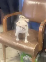 Whitey, a male Pug for sale in New Jersey, NJ – Photo 3 of 3