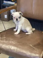Piper, a female Pug for sale in New Jersey, NJ – 2 of 3