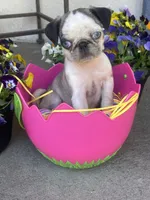 Blue eyes on hold, a female Pug for sale in New Jersey, NJ – Photo 2 of 2