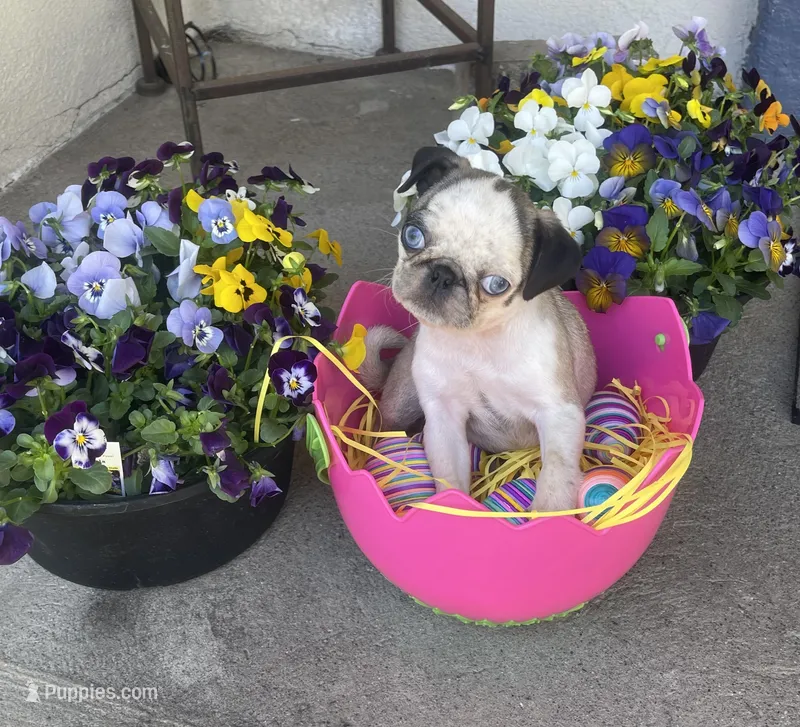 Blue eyes on hold, a female Pug for sale in New Jersey, NJ – Photo 1 of 2