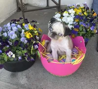 Blue eyes on hold, a female Pug for sale in New Jersey, NJ – Photo 1 of 2