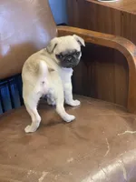 Prince , a male Pug for sale in New Jersey, NJ – 4 of 4