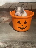 processed/3a12c1e8-8e55-4000-ae16-437d45afe46f/listing/c5f99222-4f89-4b2a-ad6b-0de9d0f7cff4/3f678062-68cd-47c6-8aea-0c606ceda04f