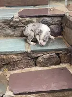 processed/3a12c1e8-8e55-4000-ae16-437d45afe46f/listing/c5f99222-4f89-4b2a-ad6b-0de9d0f7cff4/56603155-a9a1-477b-82f4-7ac2d345690d