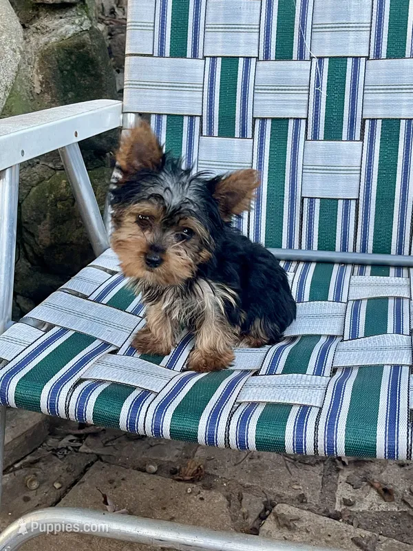 Jigs AKC – Yorkshire Terrier puppy for sale in Haskell, NJ