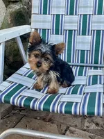 Jigs AKC, a male Yorkshire Terrier for sale in Haskell, NJ – 1 of 3