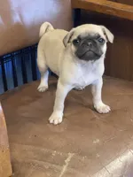 Prince , a male Pug for sale in New Jersey, NJ – 2 of 4