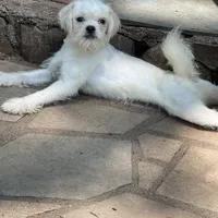 Moe, a male Pugapoo and Poodle - Toy  for sale in New Jersey, NJ – Photo 3 of 3