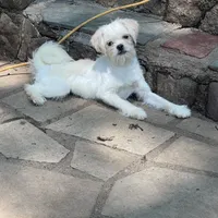 Moe, a male Pugapoo and Poodle - Toy  for sale in New Jersey, NJ – Photo 2 of 3