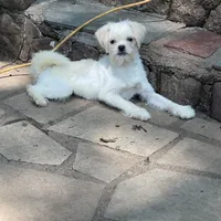 Moe, a male Pugapoo and Poodle - Toy  for sale in New Jersey, NJ – Photo 1 of 3