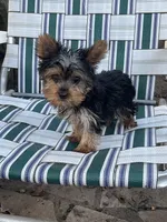 Jigs AKC, a male Yorkshire Terrier for sale in Haskell, NJ – 2 of 3