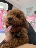 Teddy, a male Poodle - Miniature  for sale in Tampa, FL – Photo 3 of 5