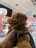 Teddy, a male Poodle - Miniature  for sale in Tampa, FL – Photo 4 of 5