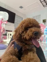 Teddy, a male Poodle - Miniature  for sale in Tampa, FL – Photo 2 of 5