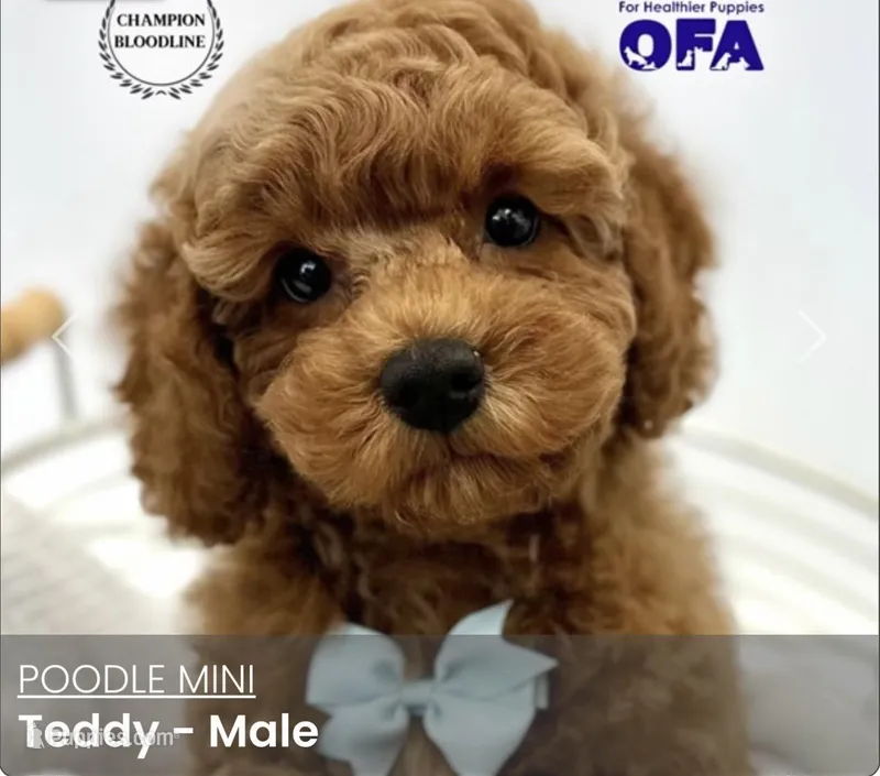 Teddy – Poodle - Miniature  puppy for sale in Tampa, FL