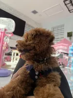 Teddy, a male Poodle - Miniature  for sale in Tampa, FL – Photo 5 of 5