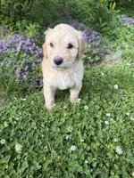 Chino, a male Goldendoodle for sale in Winthrop Harbor, IL – 4 of 4