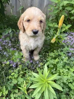 Happy, a male Goldendoodle for sale in Winthrop Harbor, IL – 3 of 3