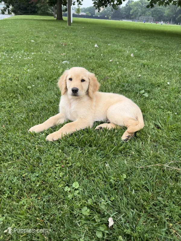 Igor – Goldendoodle puppy for sale in Winthrop Harbor, IL