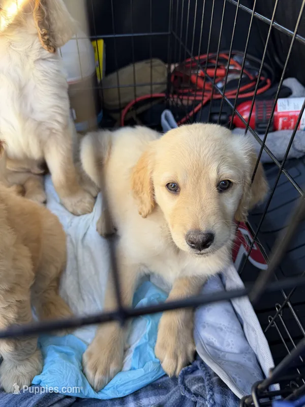 Igor – Goldendoodle puppy for sale in Winthrop Harbor, IL