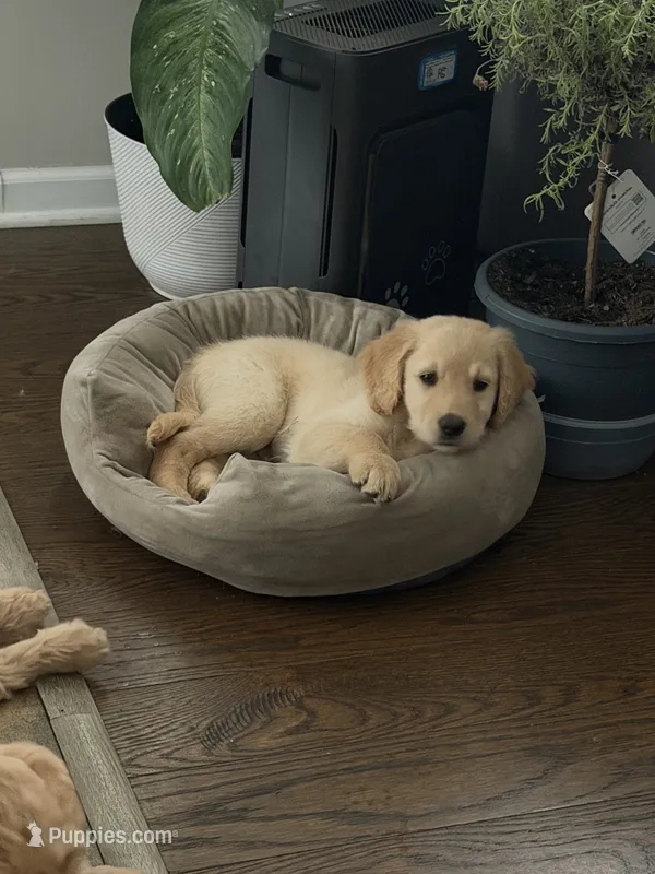 Igor – Goldendoodle puppy for sale in Winthrop Harbor, IL