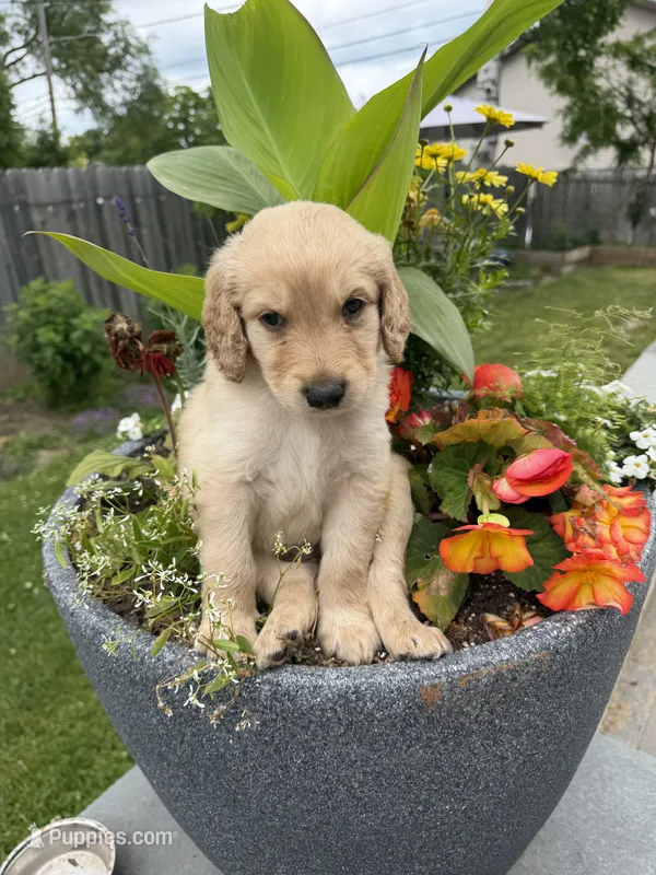 Chirpy – Goldendoodle puppy for sale in Winthrop Harbor, IL