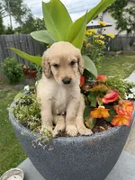 Chirpy, a male Goldendoodle for sale in Winthrop Harbor, IL – 1 of 2