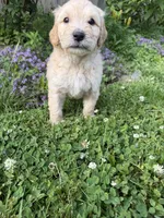 Chino, a male Goldendoodle for sale in Winthrop Harbor, IL – 3 of 4