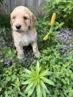 Happy, a male Goldendoodle for sale in Winthrop Harbor, IL – 2 of 3