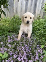 Igor, a male Goldendoodle for sale in Winthrop Harbor, IL – 3 of 3