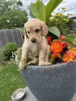 Chirpy, a male Goldendoodle for sale in Winthrop Harbor, IL – 2 of 2