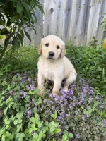 Igor, a male Goldendoodle for sale in Winthrop Harbor, IL – 2 of 3