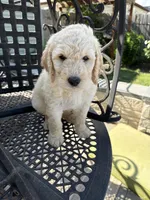 Chino, a male Goldendoodle for sale in Winthrop Harbor, IL – 2 of 4