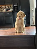 Lady, a female Goldendoodle for sale in Winthrop Harbor, IL – 2 of 3