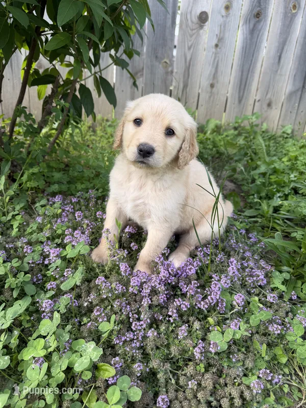 Igor – Goldendoodle puppy for sale in Winthrop Harbor, IL