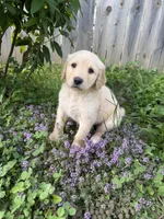 Igor, a male Goldendoodle for sale in Winthrop Harbor, IL – 1 of 3