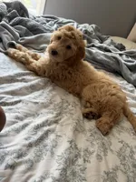 Lady, a female Goldendoodle for sale in Winthrop Harbor, IL – 3 of 3